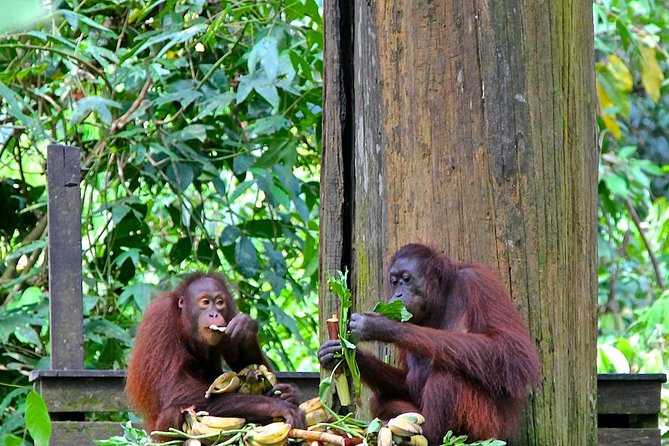 Full-Day Sepilok Orangutan and Proboscis Monkey from Sandakan or Kota Kinabalu - Sepilok and the work behind orangutan rescue