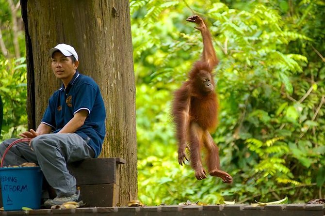 Full-Day Sepilok Orangutan and Proboscis Monkey from Sandakan or Kota Kinabalu - The real value of $188