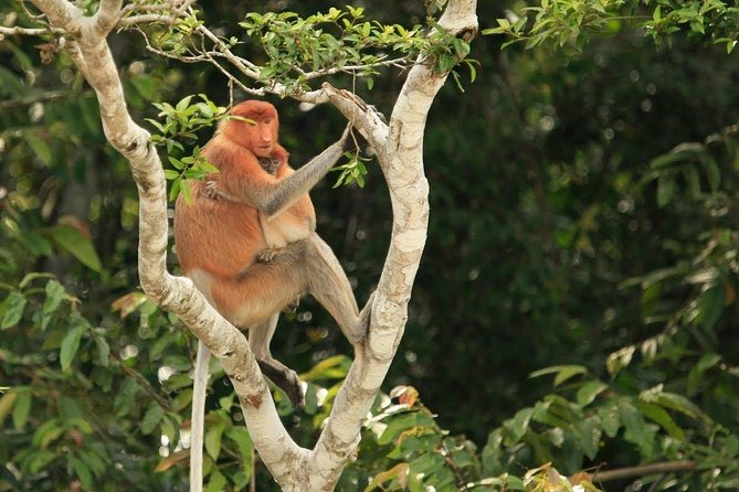 Full-Day Sepilok Orangutan and Proboscis Monkey from Sandakan or Kota Kinabalu - Practical advice for making the day smoother