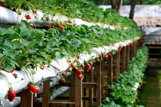 Genting Highland Day Trip & Batu Caves Temple Tour (8Hrs) - Genting Strawberry Leisure Farm: a family-friendly pause