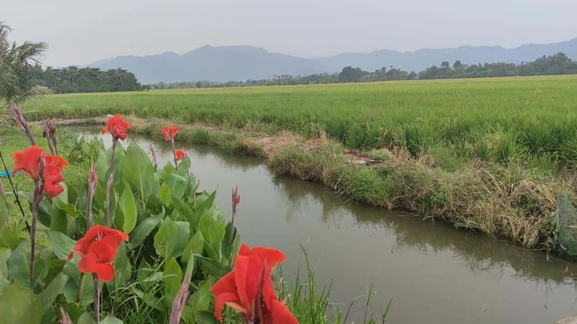George Town: Balik Pulau Countryside Morning Cycling Tour - Key points at a glance