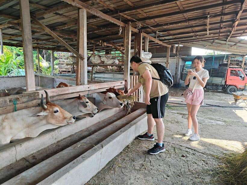 George Town: Balik Pulau Countryside Morning Cycling Tour - The bicycles, heat, and road conditions