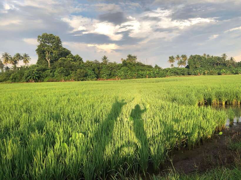 George Town: Balik Pulau Countryside Morning Cycling Tour - Why Balik Pulau makes a fine morning escape
