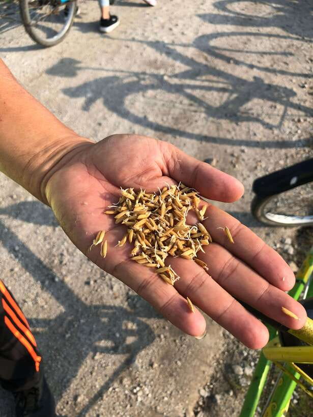 George Town: Balik Pulau Countryside Morning Cycling Tour - The 6:45am pickup and ride to Balik Pulau