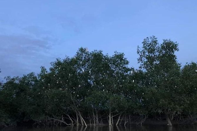Glowing Kuala Selangor Firefly Tour - The main event on the Selangor River