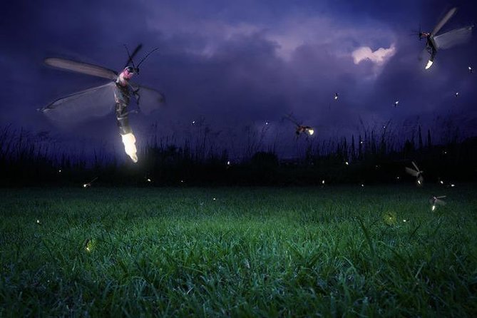 Glowing Kuala Selangor Firefly Tour - Bukit Melawati and the silver leaf monkeys