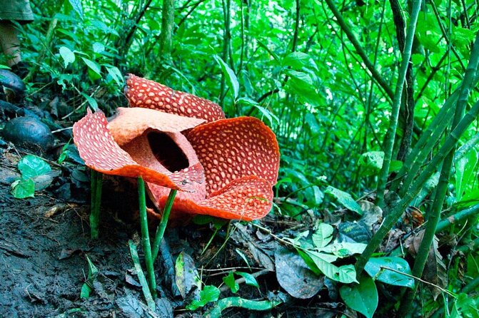 Gunung Gading National Park Tour - Key points to know before booking