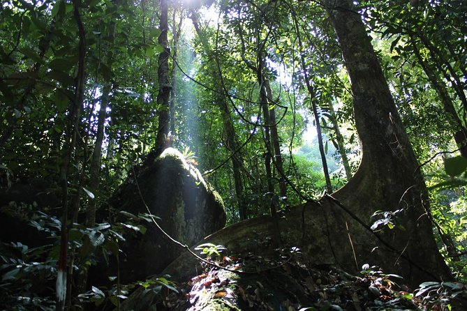 Gunung Gading National Park Tour - Practical details that can affect your day