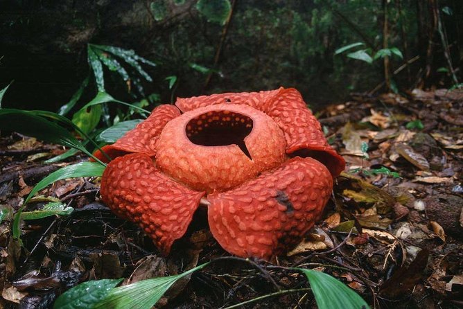 Gunung Gading National Park Tour - Looking for the giant rafflesia