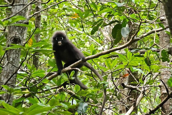 Half-day 4 Hours Kilim Mangrove Kayaking (Without hotel pickups) - Why Kilim Geoforest Park is worth your time