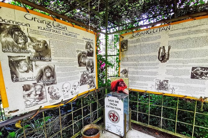 Ipoh & Orang Utan Island Day Tour from Kuala Lumpur - Meeting the orangutans on a two-hectare island