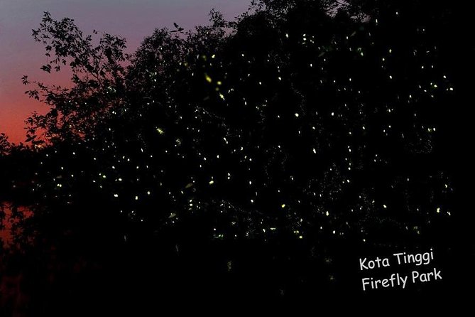 Johor Day Tour - Ostrich Farm, Beach, Waterfall, Fireflies [Car] - Kota Tinggi Firefly Park: the day’s best finish