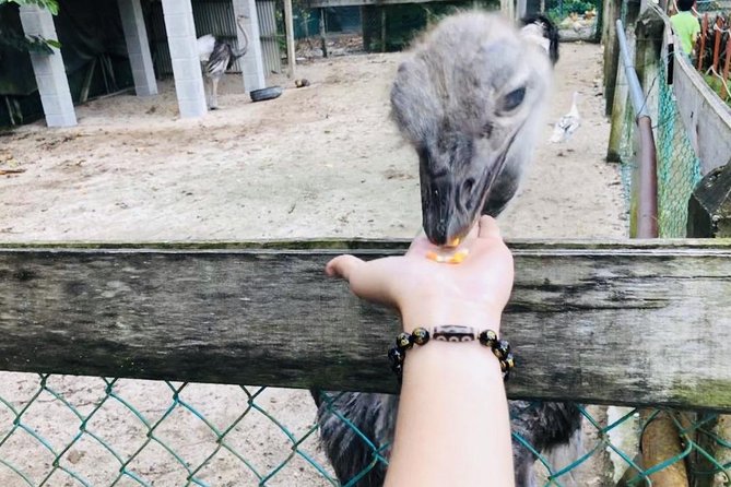 Johor Day Tour - Ostrich Farm, Beach, Waterfall, Fireflies [Car] - Desaru Ostrich Farm: feeding Malaysia’s largest flock