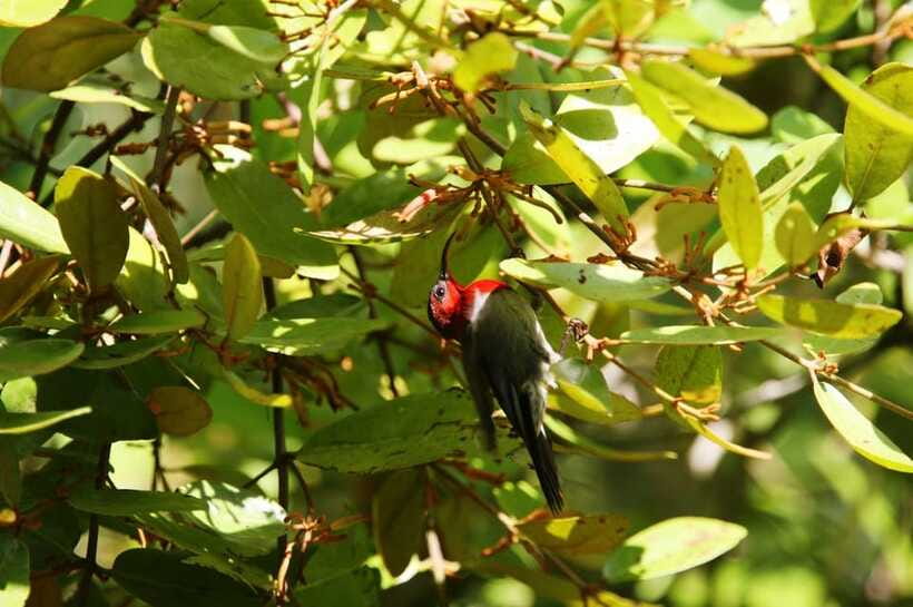 Johor: Desaru Coast Birdwatching Tour - Why timing matters more than the price