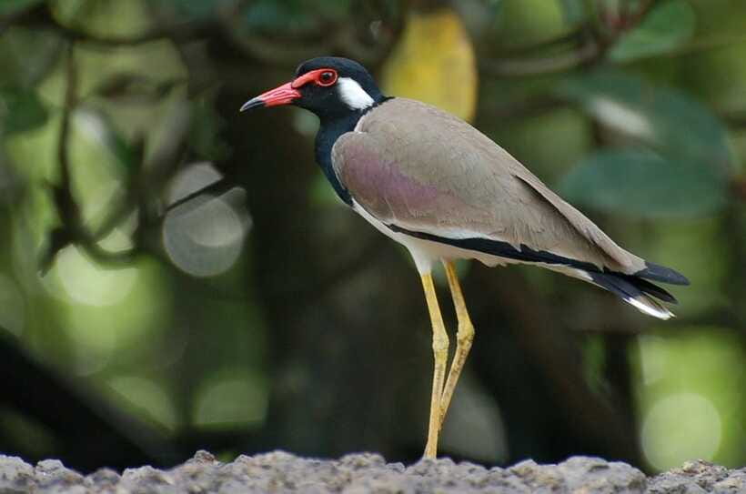 Johor: Desaru Coast Birdwatching Tour - Who will enjoy this walk most