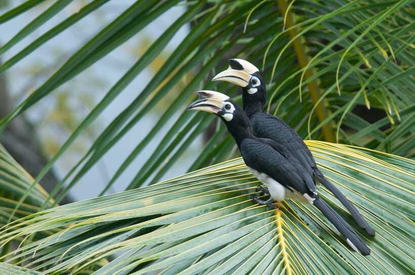 Johor: Desaru Coast Birdwatching Tour - Tips for getting more from the two hours