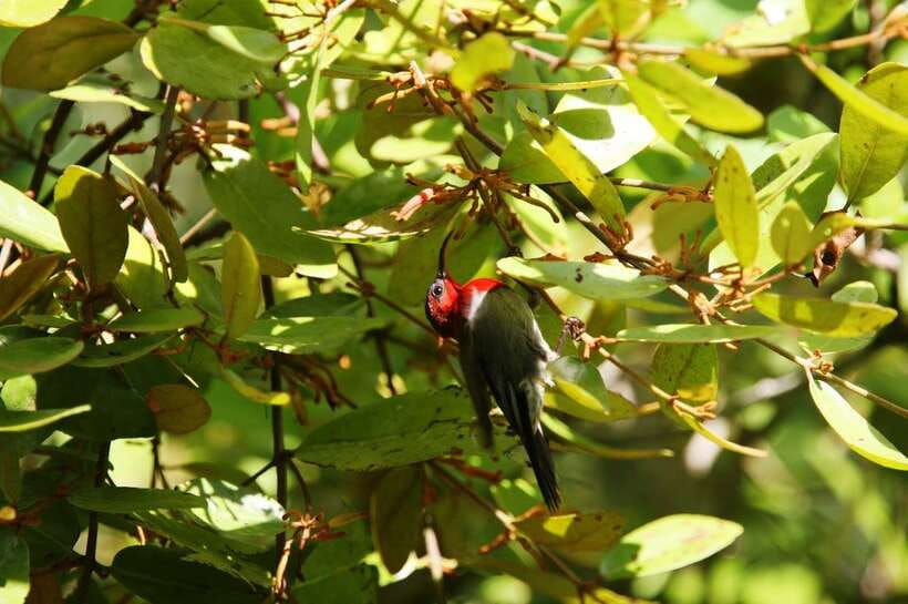 Johor: Desaru Coast Birdwatching Tour - The five pickup points and what they mean
