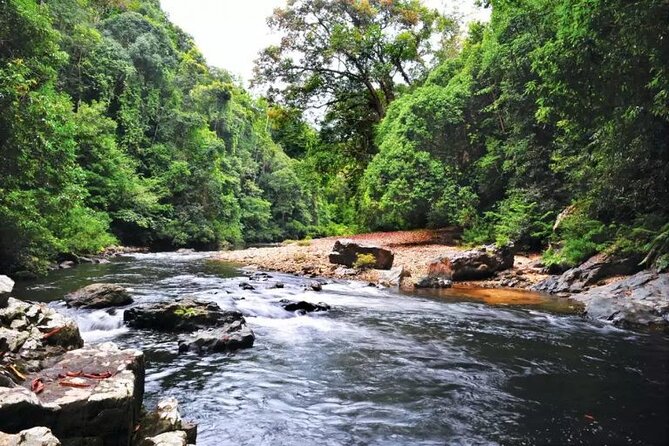 Jungle Odyssey: Unleash Your Adventure in Taman Negara! - The canopy walkway closure changes the experience