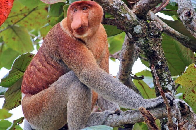 Kinabalu Park And Poring Hot Spring Private Day Tour - Poring Hot Springs and the canopy walk