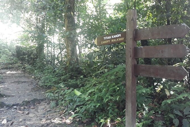 Kinabalu Park Day Trip - Canopy Walk, a more active part of the day