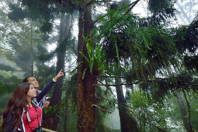 Kinabalu Park Tour with Desa Dairy Farm & Poring Hot Springs - Lunch, Transport, and the Real Value of $124.82