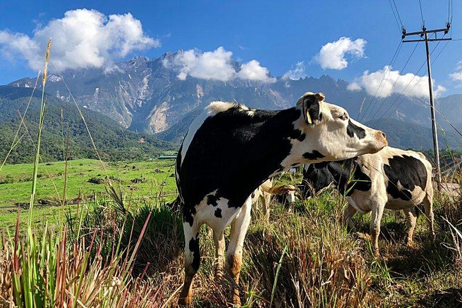 Kinabalu Park With Rumah Terbalik & Desa Cow Farm - Lunch included, with one important dietary note