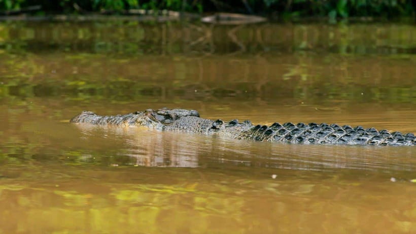 Kinabatangan River Trip from Sandakan with Lunch Included - Key points before you book