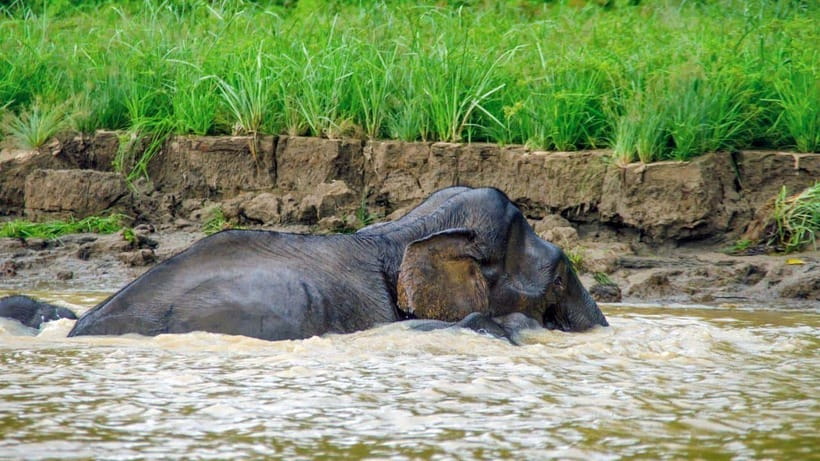 Kinabatangan River Trip from Sandakan with Lunch Included - From Sandakan to Sepilok Jungle Resort