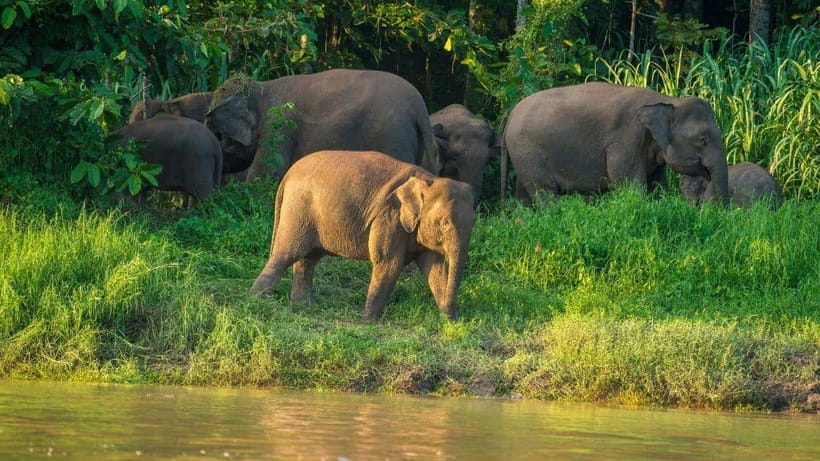 Kinabatangan River Trip from Sandakan with Lunch Included - Afternoon tea and the Bilit briefing