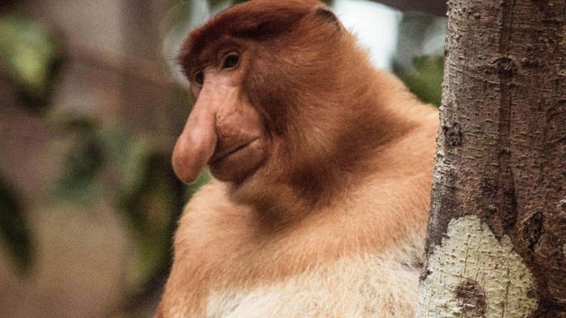 Kinabatangan River Trip from Sandakan with Lunch Included - The Kinabatangan River cruise