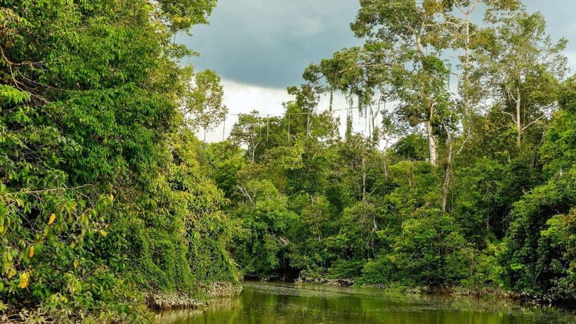 Kinabatangan River Trip from Sandakan with Lunch Included - What makes the animal sightings worthwhile