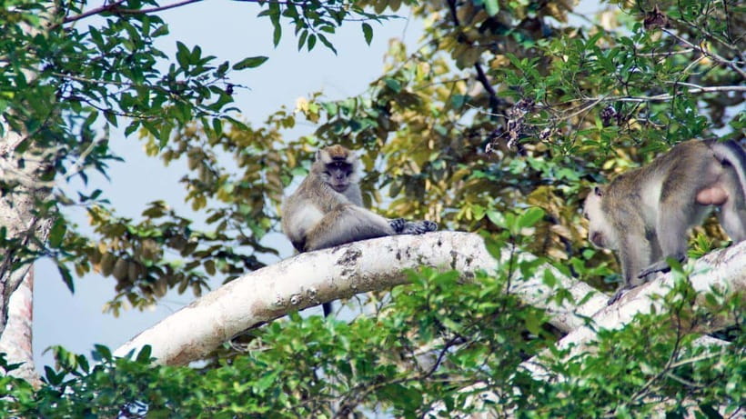 Kinabatangan River Trip from Sandakan with Lunch Included - Price, value, and the risk of a quiet day