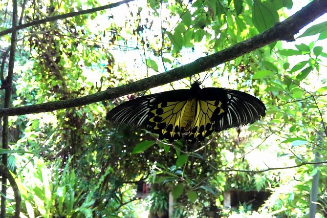 KL Butterfly Park Admission with Kuala Lumpur Famous Landmarks - The National Monument and KL Lake Gardens