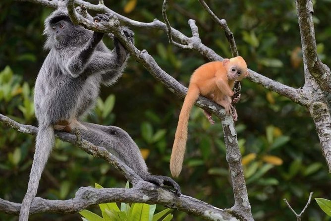 Klias River Fireflies & Wildlife Safari Cruise from Kota Kinabalu - Why the Klias Wetlands make a good evening trip