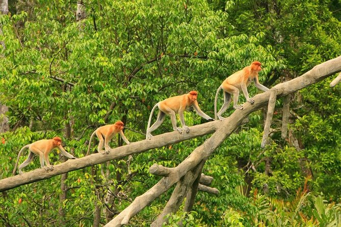 Klias River Fireflies & Wildlife Safari Cruise from Kota Kinabalu - Arrival refreshments in a village house
