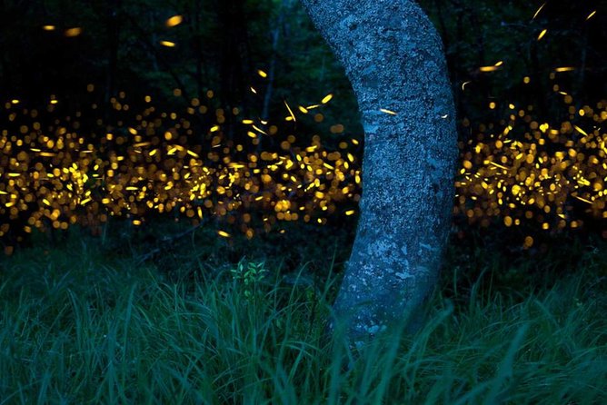 Klias River Fireflies & Wildlife Safari Cruise from Kota Kinabalu - The second cruise: fireflies after dark