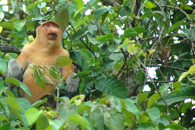 Klias River Fireflies & Wildlife Safari Cruise from Kota Kinabalu - Is $104.63 good value?