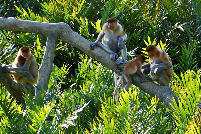 Klias River Fireflies & Wildlife Safari Cruise from Kota Kinabalu - Who should book this cruise?