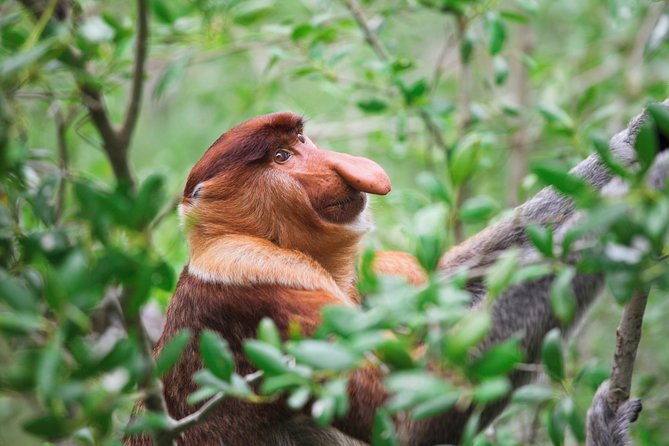 Klias Wildlife Safari River Cruise - Proboscis Monkey & Fireflies - Searching for proboscis monkeys on the first cruise