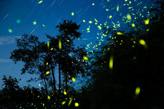 Kota Kinabalu: Bongawan River Cruise, City Tour & Fireflies - Tea and snacks set the tone at the river jetty