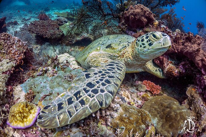 Kota Kinabalu Leisure Scuba Diving Trip (3 Dives) - What the $130.16 price really covers