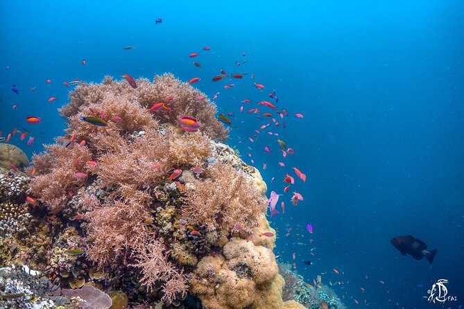 Kota Kinabalu Leisure Scuba Diving Trip (3 Dives) - Who should book this Kota Kinabalu outing?