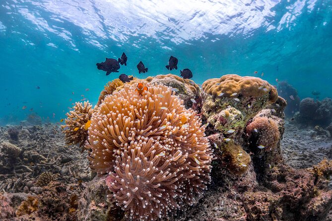 Kota Kinabalu Leisure Scuba Diving Trip (3 Dives) - Three sites, three chances to see something different