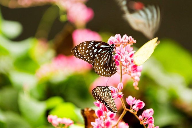 Kuala Lumpur Bird Park & Butterfly Farm Tour - Entering Kuala Lumpur Butterfly Park