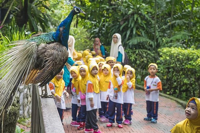 Kuala Lumpur Bird Park & Butterfly Farm Tour - What the free-flight design means for your visit