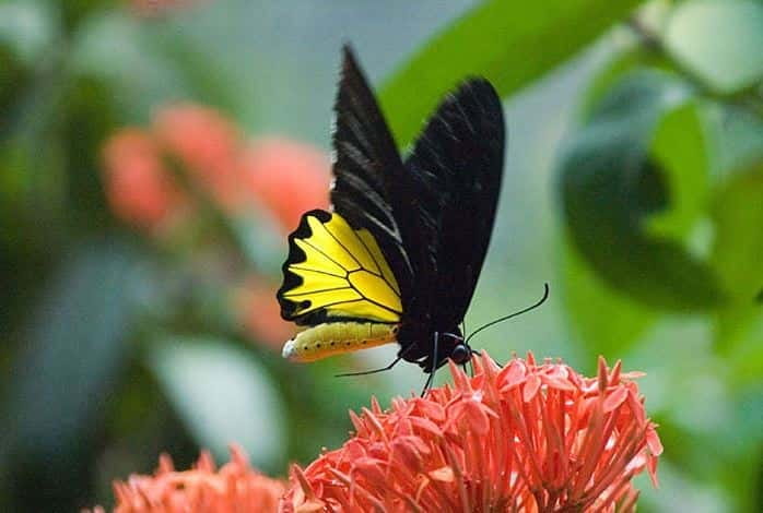 Kuala Lumpur: Bird Park, Butterfly & Garden Private Tour - Key Points Before You Book
