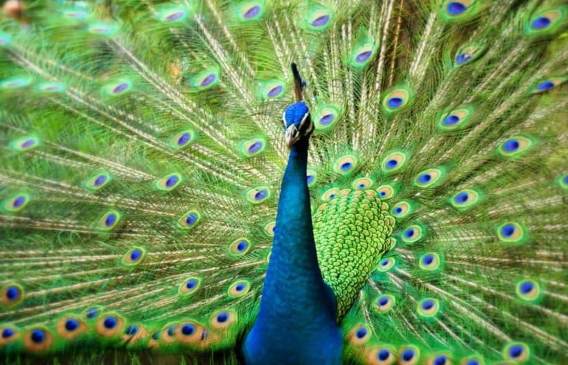 Kuala Lumpur: Bird Park, Butterfly & Garden Private Tour - Walking With Birds At Kuala Lumpur Bird Park
