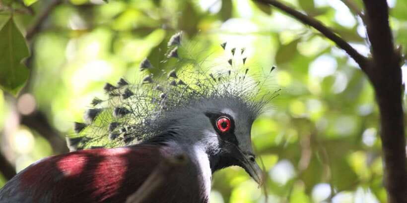 Kuala Lumpur: Bird Park, Butterfly & Garden Private Tour - Orchids, Hibiscus, And Malaysia’s National Flower
