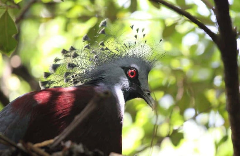 Kuala Lumpur: Bird Park, Butterfly & Garden Private Tour - Is $79 Per Person Good Value?