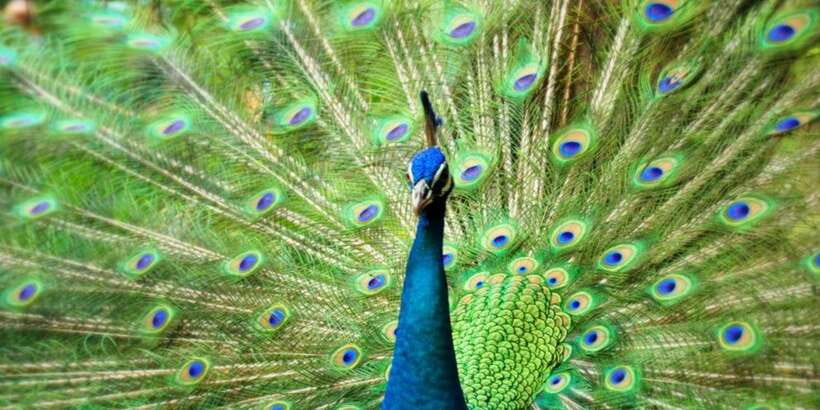 Kuala Lumpur: Bird Park, Butterfly & Garden Private Tour - Practical Tips For A Smoother Visit